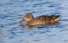 Northern Shoveler